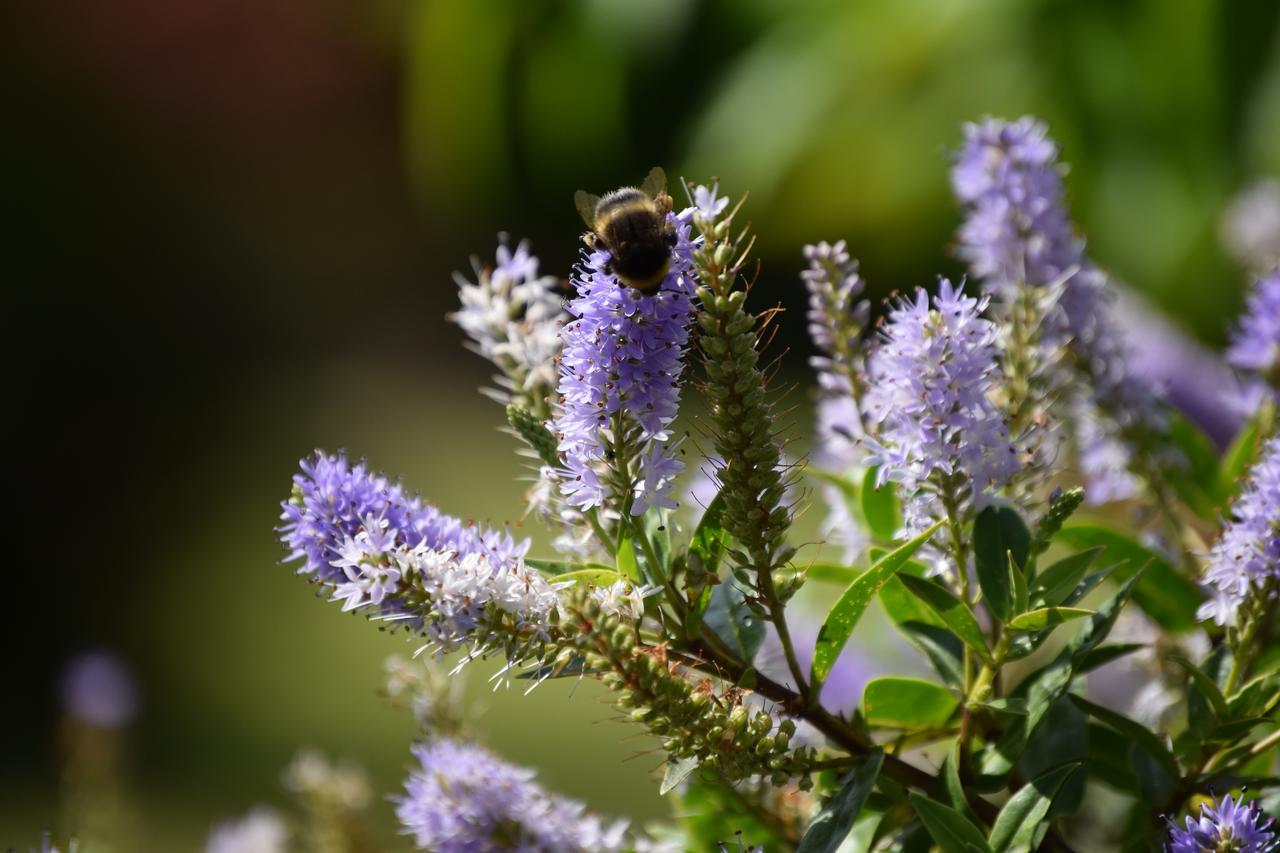 Willows Bed & Breakfast Пітлохрі Екстер'єр фото